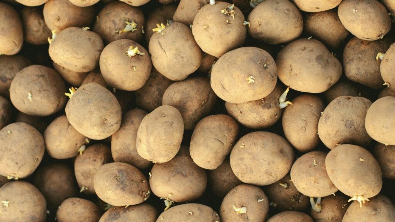 VIDEO | Cele mai frecvente boli ale cartofilor. Soluții și tratamente / Cea mai răspândită și temută boală este mana cartofului