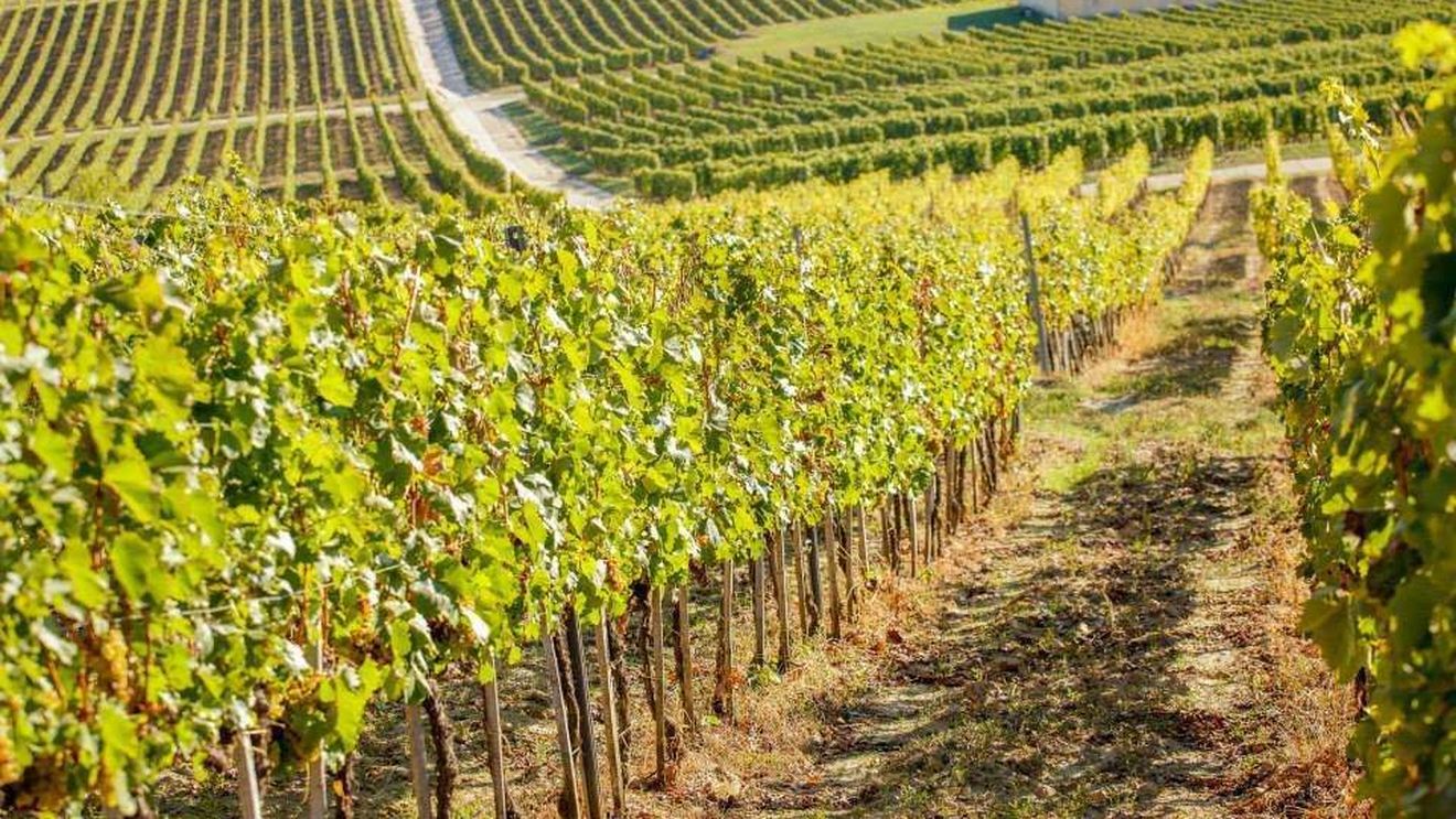 Podgoria Tokaj din Ungaria, amenințată de una dintre cele mai periculoase boli: îngălbenirea aurie a viței de vie (Flavescence dorée)/ Ce măsuri au luat autoritățile maghiare