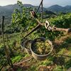 Prosecco premium din Italia începe să concureze Champagne: regiunea puțin cunoscută care schimbă regulile jocului / Ce face diferit Conegliano Valdobbiadene