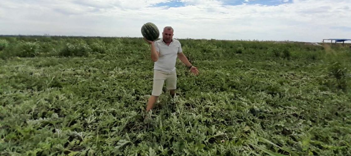 FOTO-VIDEO | A început sezonul lubeniței de Gottlob / Producătorii vând mai ieftin, deși costurile au crescut: „Au apărut foarte multe importuri, ceea ce a dus la scăderea accentuată a prețurilor””