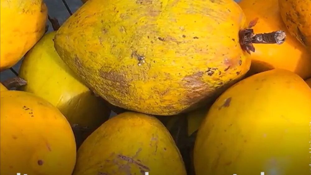 „Aurul incașilor”, un îndulcitor natural tot mai popular / Lucuma are reputația unui aliment benefic pentru sănătate și tot mai mulți îl folosesc în loc de zahăr sau alți îndulcitori