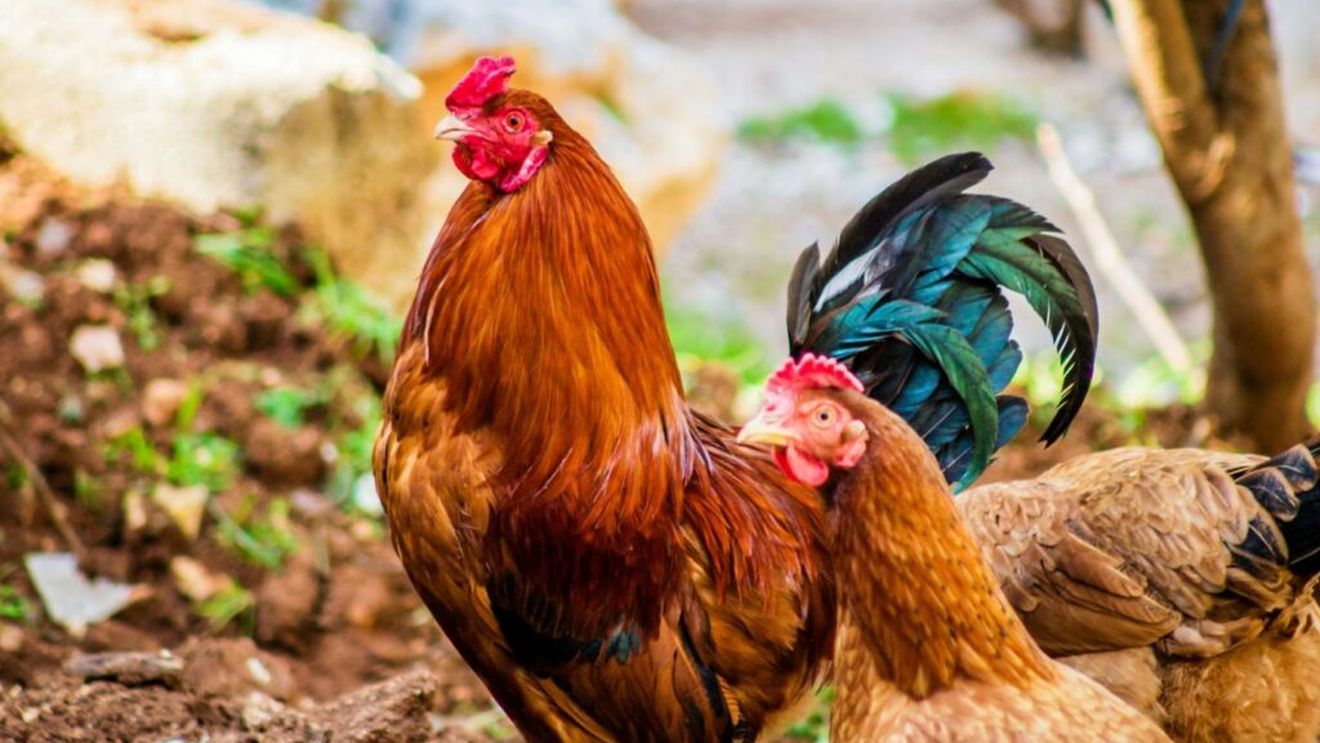 Carne de pui vs carnea de porc/ Singurul sector din România care produce 100%