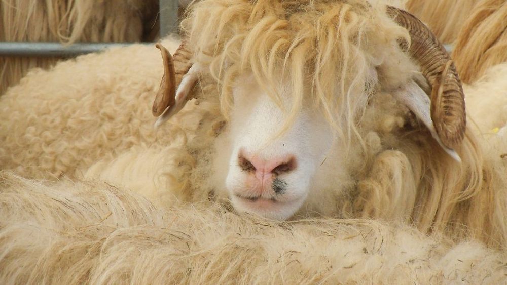 Peste 200.000.000 de euro din exportul de ovine pe piețele terțe; prețul mediu per kilogram la un nivel record