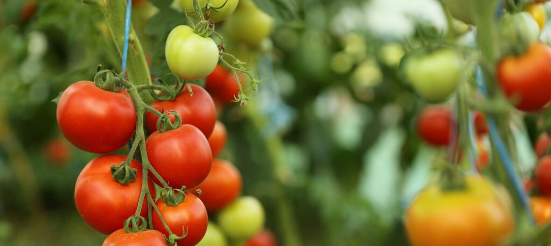 Roșiile românești ajung la 42 lei/kg: „trufandalele” din Olt, printre cele mai scumpe din Europa