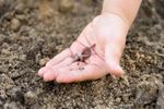Cercetătorii germanai au testat o metodă prin care imită galeriile create natural de râme, folosind pori artificiali în sol: Randamentele au crescut cu până la 15% în condiții de secetă