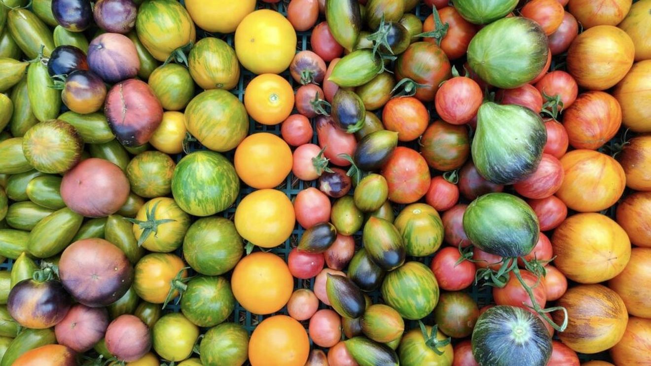 Mâncarea viitorului. Harnesstom, un proiect de cercetare din care fac parte mai multe țări, încearcă să creeze roșii mai bune la gust dar și mai rezistente la boli și la schimbările climatice