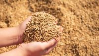 Atacurile Rusiei reduc capacitatea de export a cerealelor Ucrainei / Fermierii avertizează asupra riscurilor pentru piața mondială