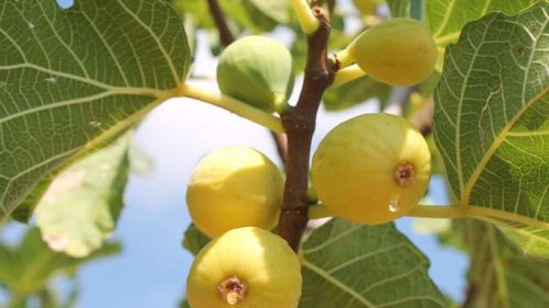 „Smochinele vor fi fructul viitorului”. Se adaptează la secetă și terenuri aride, calcaroase sau sărate, iar fructele pot fi valorificate proaspete, deshidratate sau în conserve