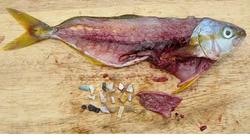 Carlo Petrini, fondatorul Slow Food: „În curând vom avea în mare mai mult plastic decât pește”