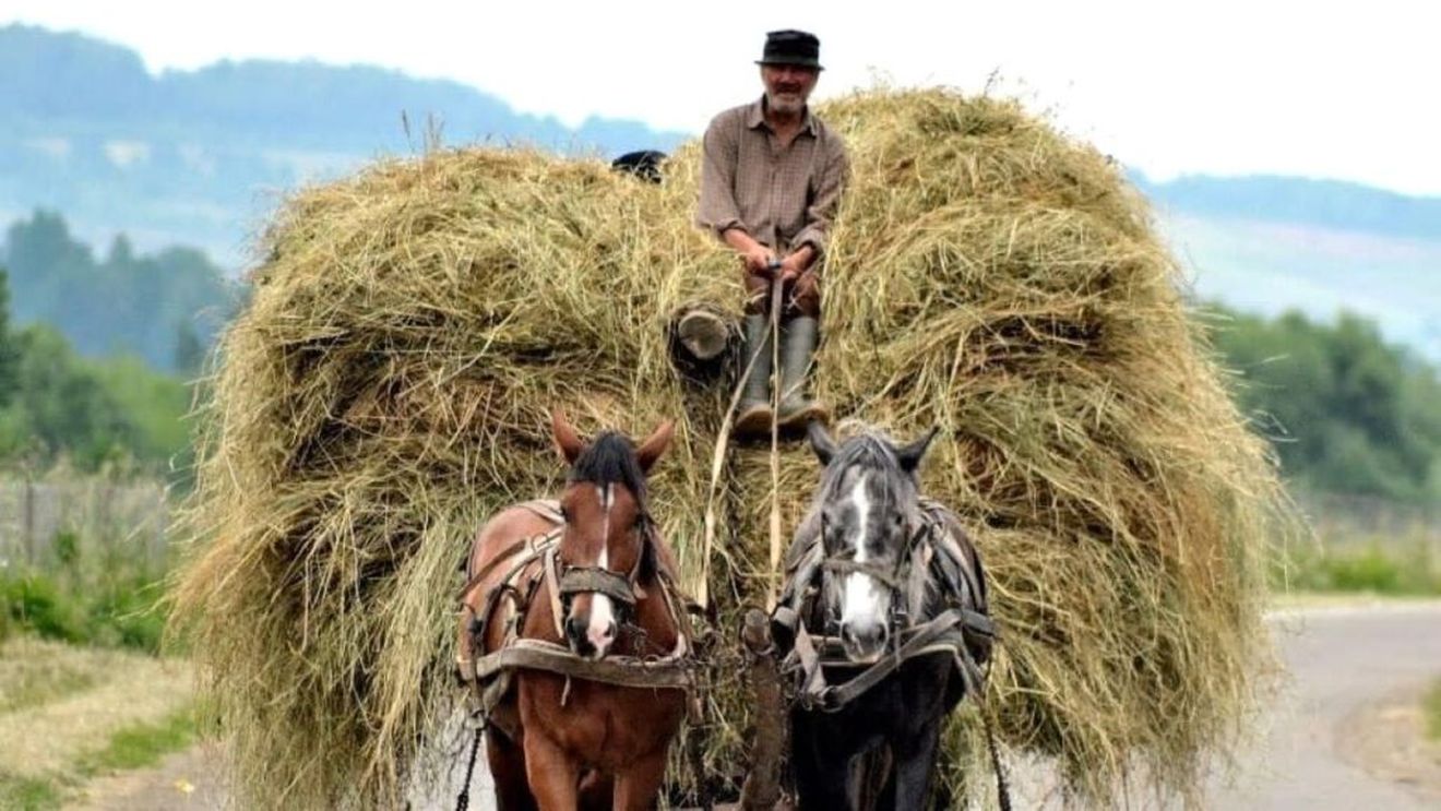 Harghita: Producţia de fân, afectată de vremea nefavorabilă. Deficitul, compensat cu furaje de pe suprafeţe agricole