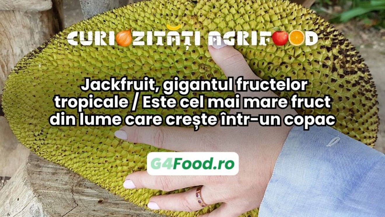Curiozitate agri-food: Jackfruit, gigantul fructelor tropicale / Este cel mai mare fruct din lume care crește într-un copac
