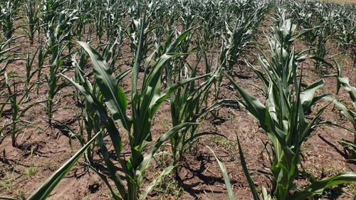 Premierul Marcel Ciolacu merge în județe calamitate de secetă, împreună cu ministrul Agriculturii și Dezvoltării Rurale, Florin Barbu/Declarațiile vor fi transmise live pe contul de Facebook al Guvernului