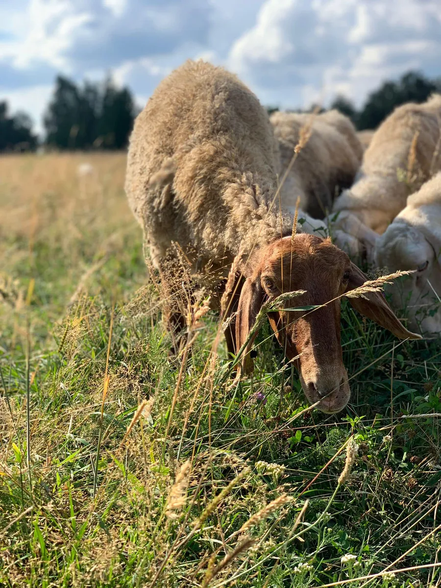 Animalele de la Stâna de Vaideeni, baza producției proprii