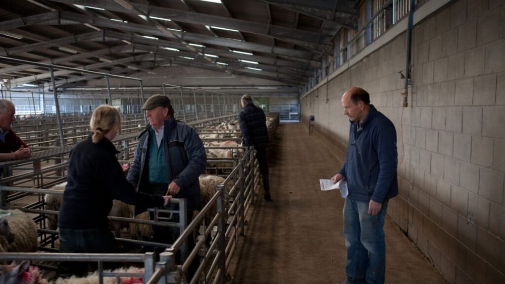 Încep controalele în fermele de animale, anunță Agenția Națională pentru Zootehnie / „Este foarte important ca fiecare fermier să se simtă nu obligat, ci apărat de legea din România”