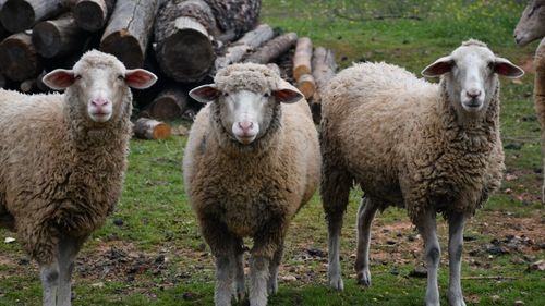 Miza din spatele protestului crescătorilor de oi. Ce se întâmplă cu unul dintre cele mai importante sectoare ale zootehniei românești