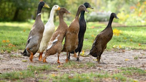 Rațele alergătoare indiene, folosite în România ca alternativă la pesticide / Ruxandra Brad, designer de permacultură: Sunt foarte eficiente împotriva limacșilor / Păsările, folosite de familii și restaurante