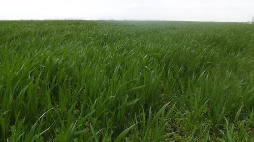 De ce fermierii români primesc una dintre cele mai mici subvenții agricole; Demontarea unei teze de propagandă anti-europeană