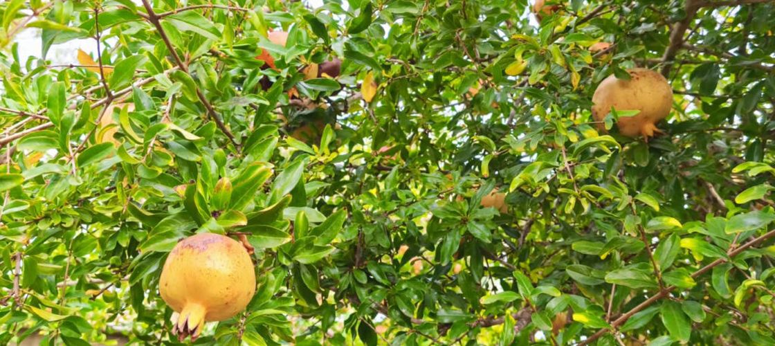 Cum cultivi o rodie în ghiveci. Ghid complet de la plantare la recoltare