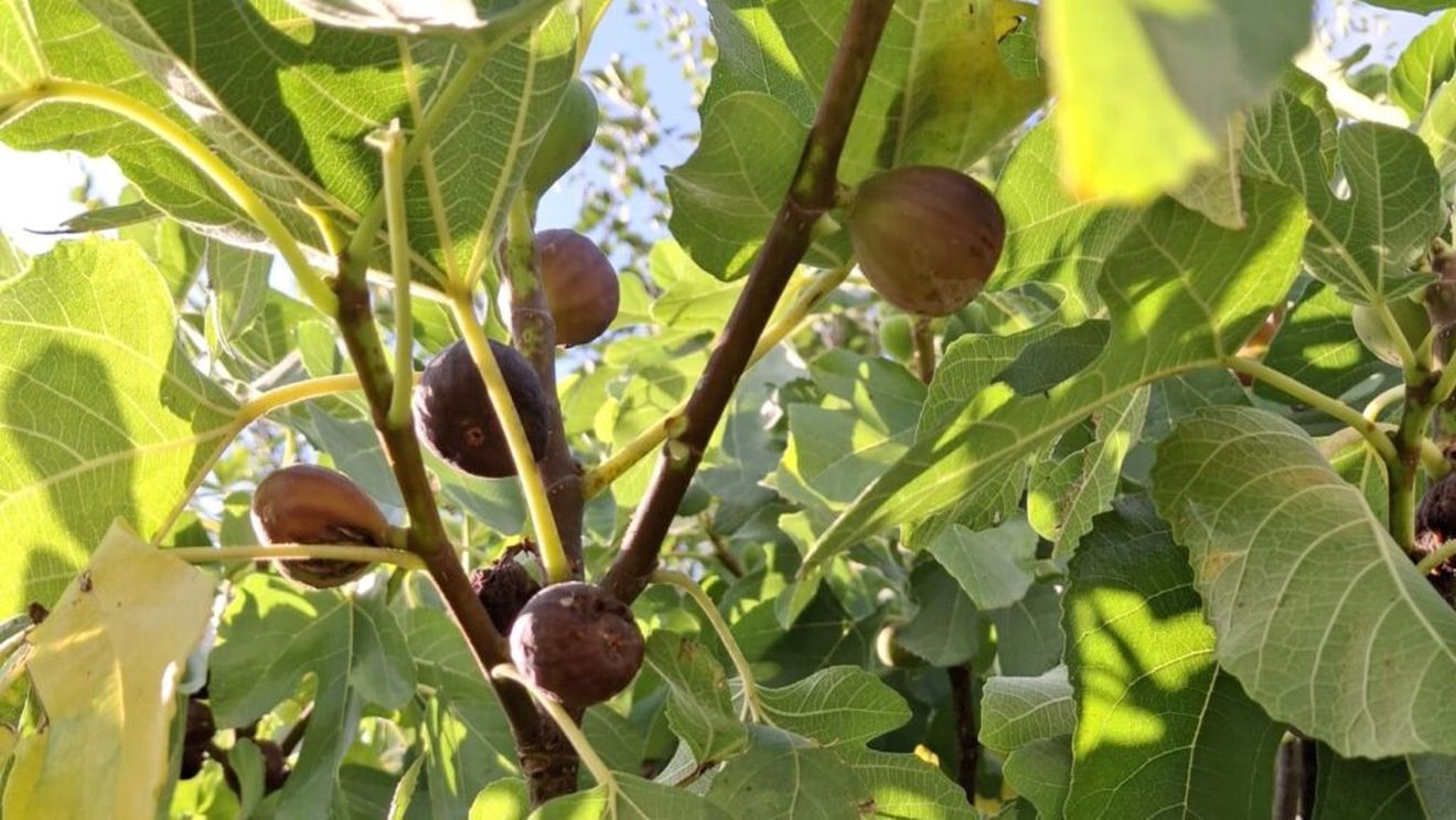 Smochinul din Țara Loviștei: ”L-am plantat acum 15 ani, în primele ierni l-am protejat, dar în ultimii ani nu a mai fost nevoie” - Constanța Ștefan, com. Titești, jud. Vâlcea