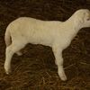 Transporturi ilegale de animale, descoperite de ANSVSA. Zeci de miei fără acte, dispăruți în județul Alba