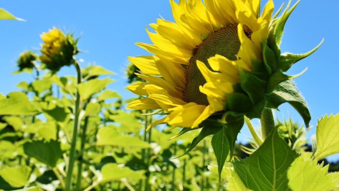 Statistică: România s-a situat în anul 2024 pe primul loc în Uniunea Europeană la suprafaţa cultivată cu floarea soarelui şi cu porumb boabe şi pe locul trei în funcţie de producţia realizată