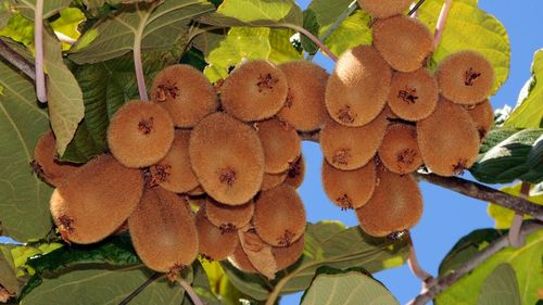Recoltarea fructelor kiwi urmează să înceapă. Se anunță o piață promițătoare pentru cultivatori