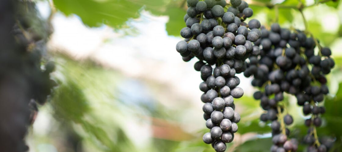 Aproape toți strugurii din SUA provin dintr-un singur stat / Industria de miliarde care domină piața provine în proporție de 99% din California