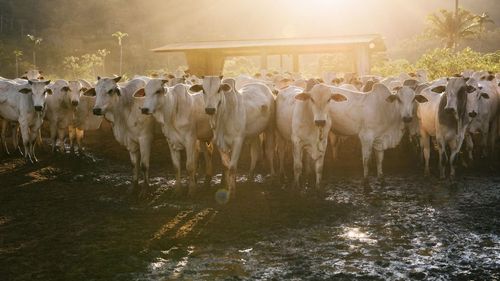 ANALIZĂ | Febra aftoasă la animale bagă Europa în sperieți / Teoria conspirației la Budapesta / România ia măsuri ca să evite dezastrul