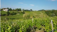 Podgoria Aradului. Nouă primării din județ și producătorii de vin vor să se unească pentru promovarea turistică