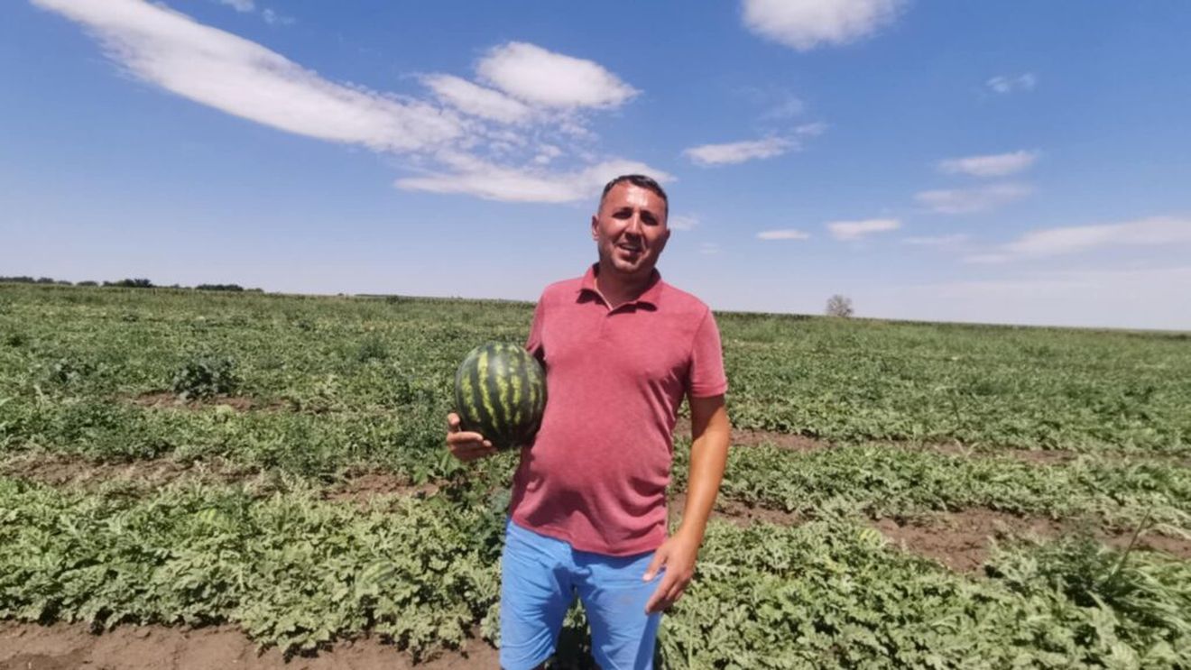 VIDEO | Lubenița de Gottlob revine pe tarabe: Gust dulce, provocări amare pentru fermieri/ „Vara aceasta ne ajută. Avem 37-38 de grade și lubenițele sunt dulci. Seceta, paradoxal, le prinde bine”