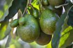 Avocado-ul fatal / Ce s-a întâmplat în cele patru zile după ce fructul a lovit în cap un bebeluș de numai 12 zile
