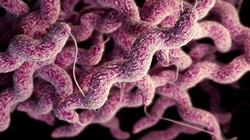 Locuitorii din țările sud și est-europene fac toxiinfecții alimentare în mediul lor de trai, în timp ce locuitorii din nordul Europei se îmbolnăvesc mai des în timpul călătoriilor în afara țării lor