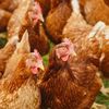 China a devenit un exportator important de carne de pui / Exporturile aproape s-au dublat față de 2020, iar producătorii europeni se confruntă cu o nouă concurență