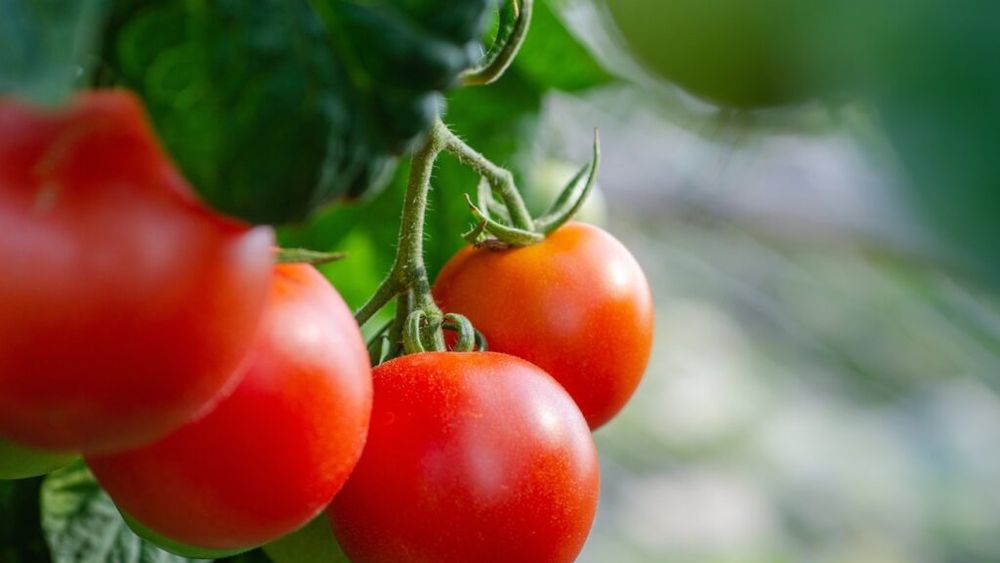 Producătorii de tomate din Olt au început să recolteze / Preţul unui kilogram de tomate la plecarea din fermă: 25 - 32 lei / „Ei au investit în sisteme de încălzire, în tehnologie care să le permită să recolteze la finalul lunii martie”