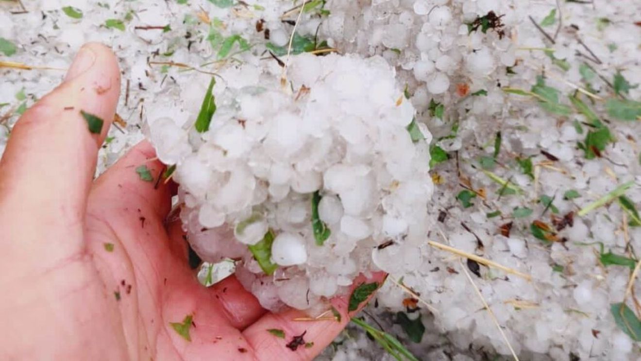 Grindina devine tot mai mare, de la an la an. Cercetătorii americani încearcă să afle ce o face atât de periculoasă