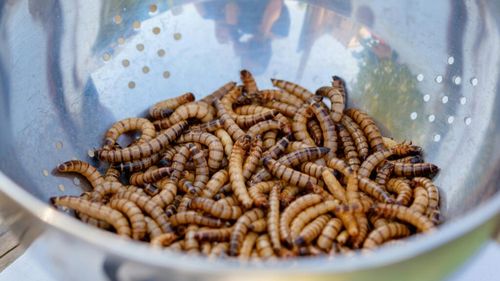 Industria insectelor caută sprijin în achizițiile publice europene, pe fondul scăderii cererii și al crizelor de imagine