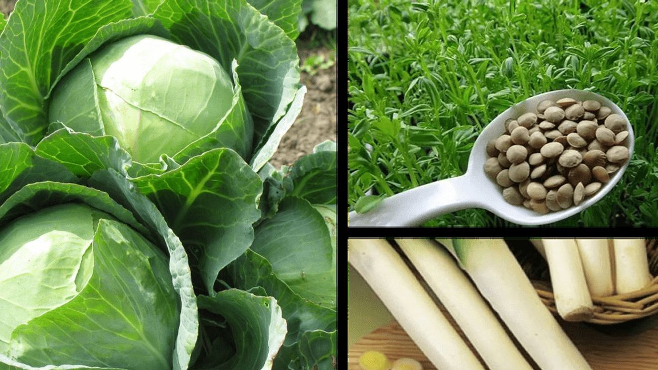 Istoria gusturilor la români (Ep. 7) | Varza, fasolea și prazul, constante ale bucătăriei românești. Dar ne aparțin, oare, numai nouă?