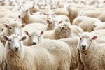 Premieră pentru exporturile românești: țara noastră livrează ovine cu avioane cargo către Algeria / Întreg necesarul pentru 2026 va veni din țara noastră