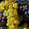 Expoziţie de struguri de masă la USAMV Cluj-Napoca. Vizitatorii pot descoperi zeci de soiuri şi participa la degustări