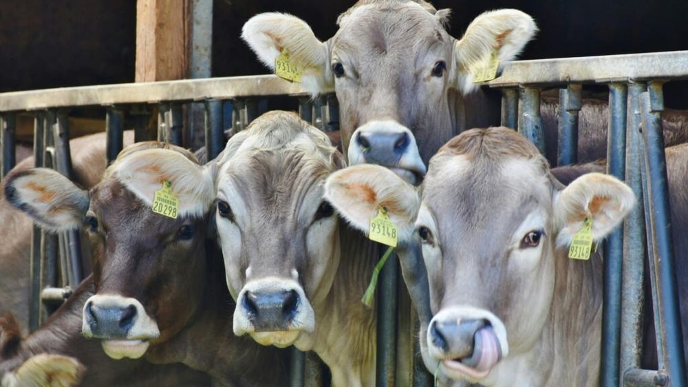 Fermierii olandezi primesc subvenții dacă nu produc. Programul este destinat crescătorilor de animale care își încetează voluntar activitățile