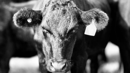 Unui fermier din Suceava i-au murit subit 5 viței din rasa Angus. Bărbatul a alertat autoritățile / Pierderile se ridică la câteva mii de euro