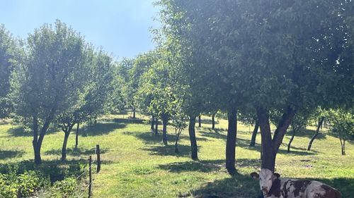 FOTO - VIDEO / „Portret gastronomic local” ajunge în județul Hunedoara. În satul Trestia, Luminița și Nicolae Ciuculescu au transformat o casă de vacanță într-un colț de lume unde fiecare farfurie devine o poveste cu gust local - Ca la mama acasă. „Nu este o afacere, ci un mod de a trăi”