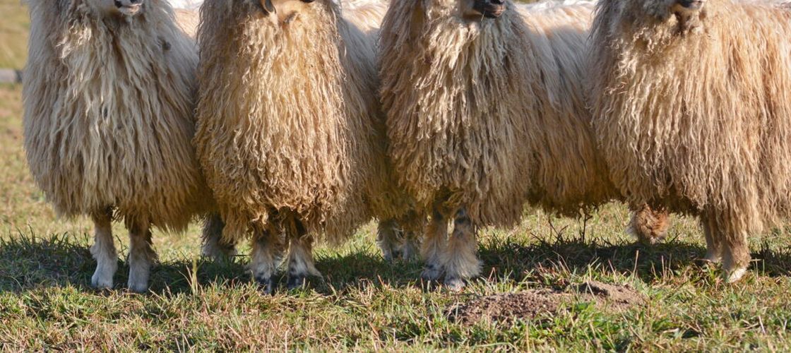 România vrea să exporte mai multe ovine în Orientul Mijlociu / Discuții la Ankara pentru facilitarea tranzitului prin Turcia