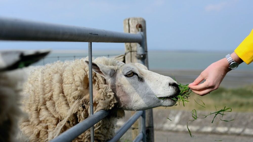 „Mândru să fiu fermier”: 26 de licee agricole din România au beneficiat de granturi Agricultura 4.0 / Mii de elevi şi sute de profesori au participat la vizite de studiu în ferme moderne și au descoperit meseriile agricole