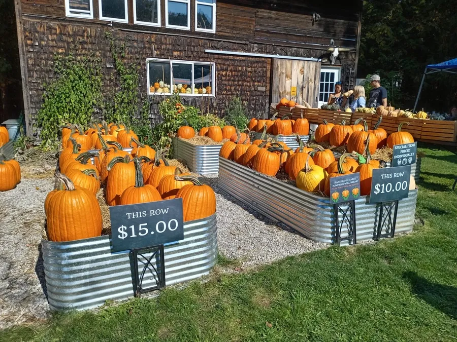 Târg de dovleci în Ontario.