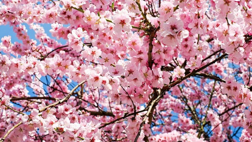 Florile de cireș din Japonia, un important simbol cultural, vor fi protejate de un sistem AI folosind fotografiile lor