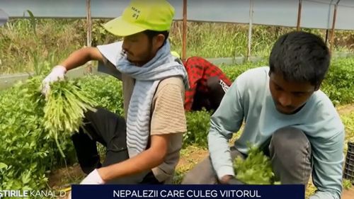 Fermierii români nu mai găsesc muncitori locali și apelează la nepalezi / Salariile mici din Asia îi aduc la muncă la fermele noastre