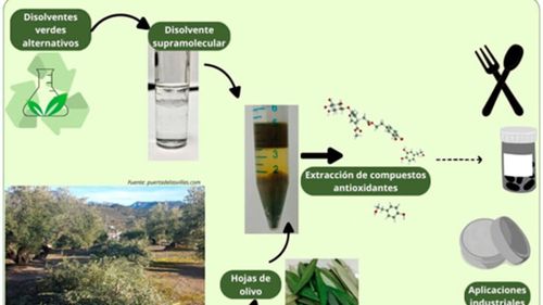 Nimic nu se aruncă, totul se valorifică / Solvenți ecologici, făcuți din resturile de tăiere ale măslinului