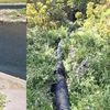 VIDEO | Conductă care deversează apă uzată direct în râul Olt, descoperită de pescari pe Valea Oltului / „Luați de mâncați pește sănătos, din canalizare”