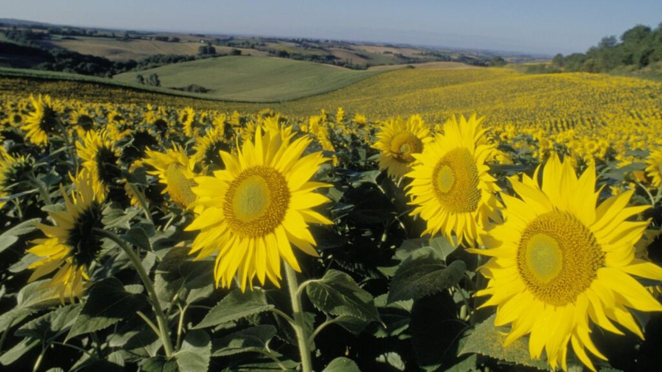 ANALIZĂ | Cum ar putea floarea-soarelui cultivată de fermierii români să alimenteze avioanele Europei / Andre Negreiros (Corteva), despre potențialul biocombustibililor: „Este o oportunitate uriașă pentru fermierii din România”